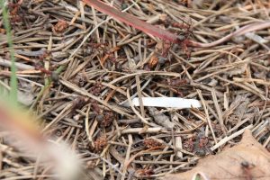 ヒアリが犬に！さされた時の対処法は？